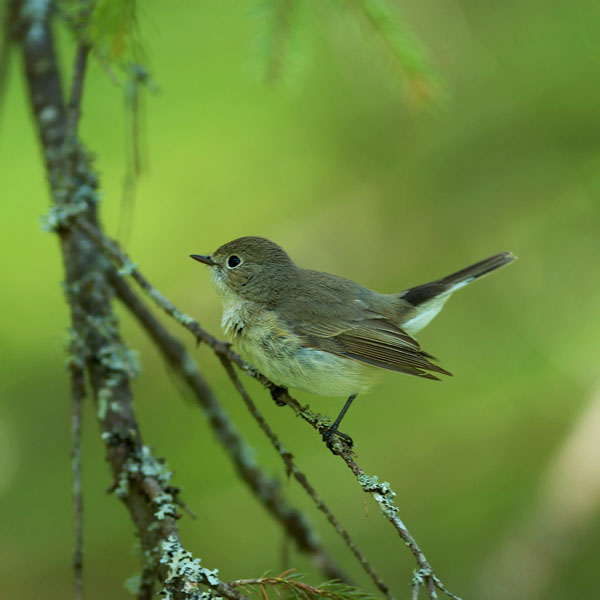 Pikkusieppo, Red-breasted Flycatcher, Ficedula parva